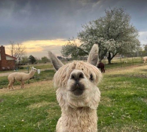 A close-up of a fluffy llama with a playful expression, set against a cloudy sky and green pasture.