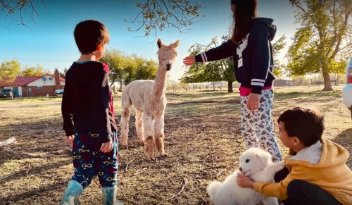 Two children interact with a fluffy white alpaca and a small white goat in a sunny outdoor setting.