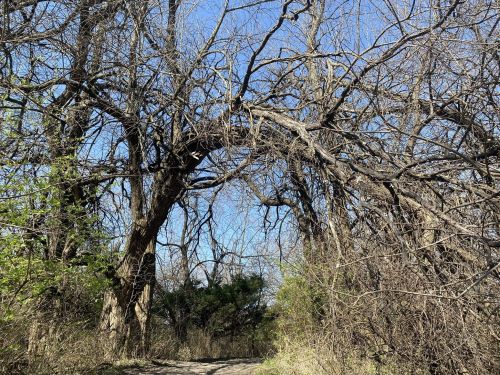 A winding path through a forest with bare trees arching overhead against a clear blue sky.