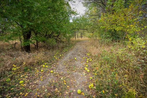 A dirt path through a wooded area, lined with fallen yellow fruit and surrounded by green foliage and autumn leaves.