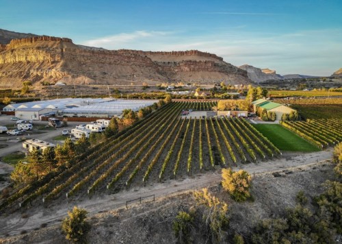 Aerial view of a vineyard with rows of grapevines, surrounded by mountains and a few buildings in the background.