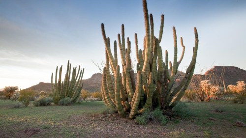 A desert landscape featuring tall cacti against a backdrop of mountains and a colorful sky at sunset.