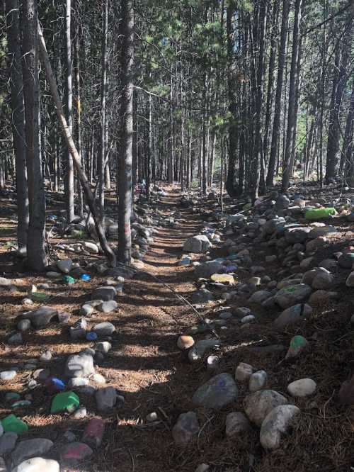 A forest path lined with colorful painted rocks, surrounded by tall trees and scattered pine needles.