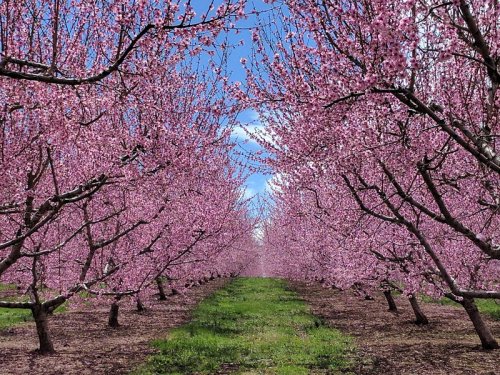 A vibrant orchard lined with blooming pink trees under a clear blue sky, creating a picturesque pathway.
