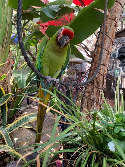 A colorful parrot with a red head and green body perched among lush plants in a tropical setting.