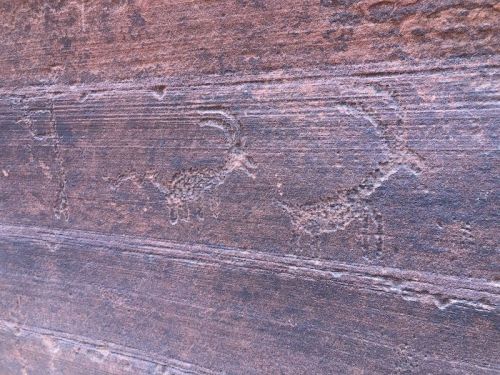 Petroglyphs depicting animals carved into a rocky surface, showcasing ancient artistic expressions.