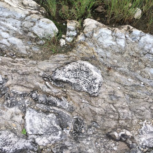 Fossilized shell embedded in rocky terrain, surrounded by grass and natural elements.