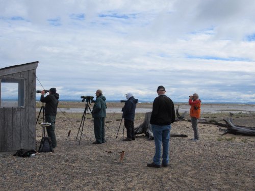 A group of birdwatchers with binoculars and scopes observing wildlife near a body of water on a cloudy day.