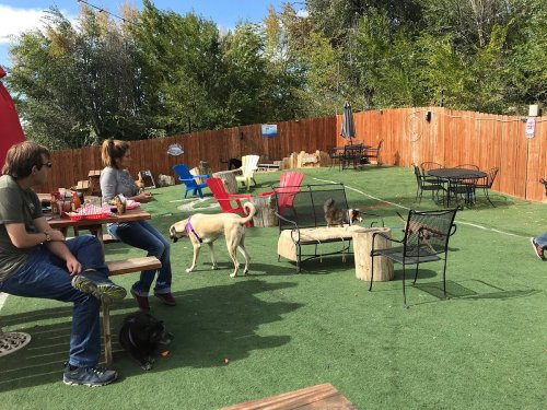 A dog-friendly outdoor space with people sitting, colorful chairs, and dogs playing on green grass.