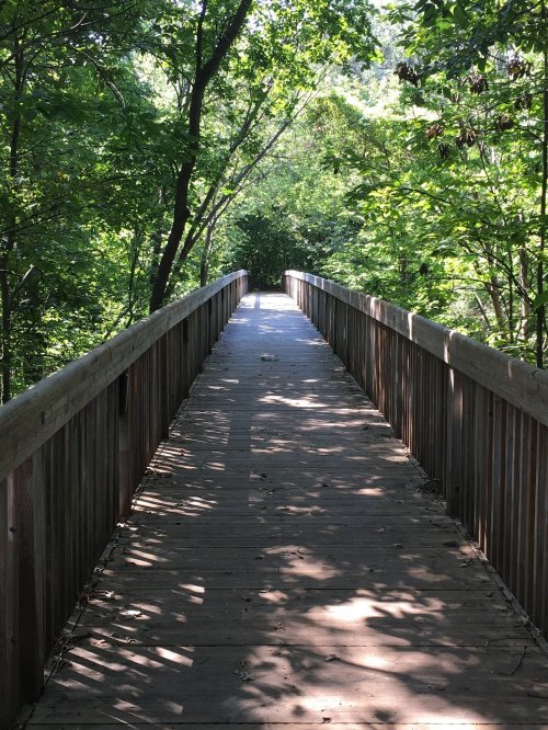 A wooden bridge surrounded by lush green trees, leading into a serene, wooded area.