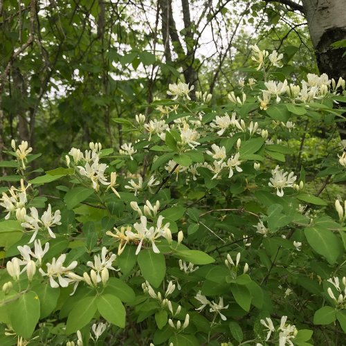 A cluster of white flowers blooming among lush green leaves in a wooded area.