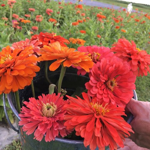 A hand holds a bucket filled with vibrant orange and pink zinnias against a field of blooming flowers.