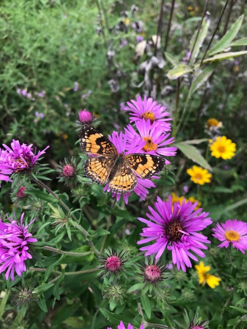 A butterfly with orange and black patterns perched on vibrant purple and yellow flowers in a lush garden.