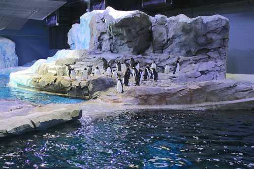 A group of penguins on rocky terrain near a pool of water in an indoor exhibit.