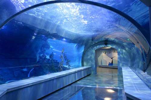 A serene underwater tunnel with blue lighting, showcasing aquatic life and a smooth, reflective floor.