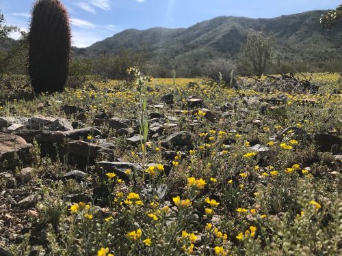 A desert landscape with yellow wildflowers, rocky ground, and mountains in the background under a clear blue sky.