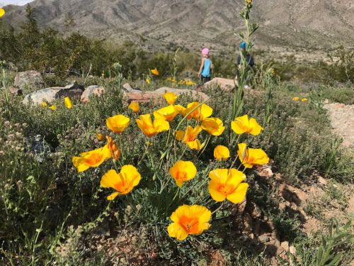 A cluster of bright yellow flowers in a desert landscape, with mountains and a person in the background.