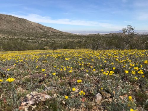 A vibrant field of yellow wildflowers stretches across a landscape with rolling hills and a clear blue sky.
