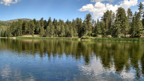 A serene lake surrounded by lush green trees and a clear blue sky, reflecting the landscape on the water's surface.