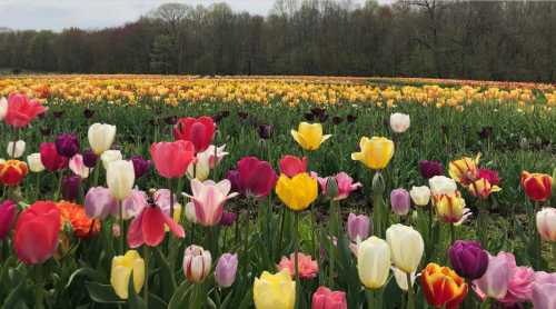 A vibrant field of multicolored tulips in full bloom, surrounded by lush greenery and trees in the background.