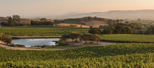 A scenic vineyard landscape with rolling hills, a pond, and rows of grapevines under a soft sunset sky.