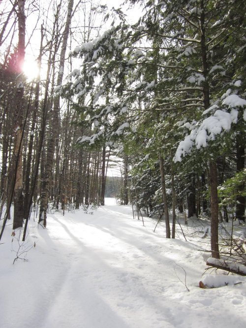 A snowy forest path lined with trees, sunlight filtering through the branches, creating a serene winter scene.