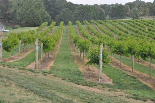 A lush vineyard with rows of grapevines stretching into the distance, surrounded by green trees and grass.