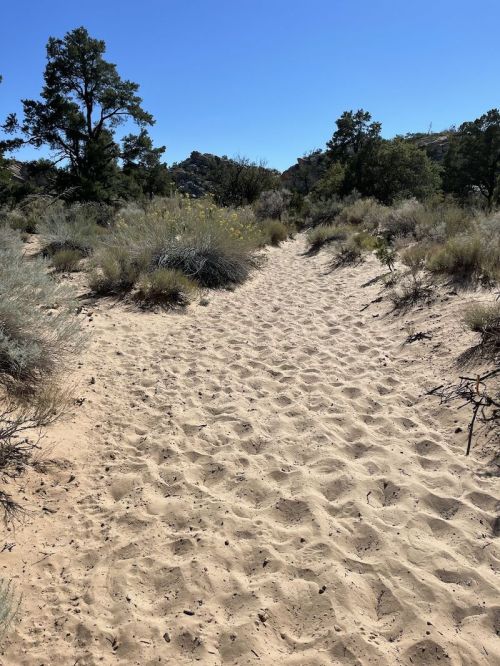 A sandy path winds through a desert landscape, surrounded by sparse vegetation and trees under a clear blue sky.
