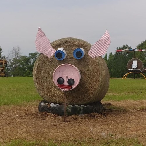 A hay bale decorated to look like a pig, with eyes, ears, and a snout, set in a grassy field.