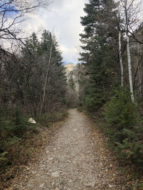 A rocky trail winds through a forest of tall trees, leading towards a distant mountain under a cloudy sky.