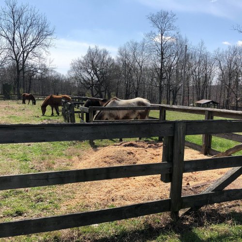 A sunny pasture with several horses grazing near a wooden fence and trees in the background.