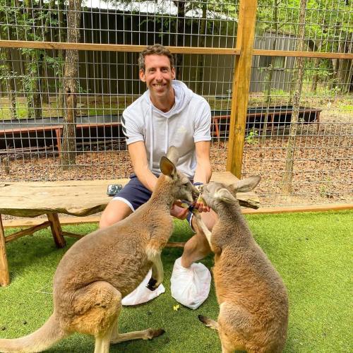 A man sits on a bench, feeding two kangaroos in a fenced outdoor area with greenery.