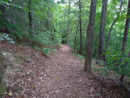 A narrow dirt path winding through a lush green forest, surrounded by trees and fallen leaves.