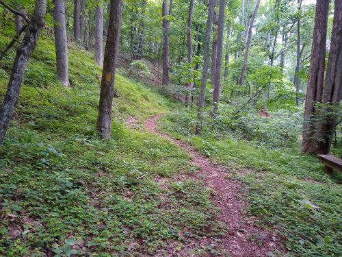 A winding dirt path through a lush green forest with tall trees and dense undergrowth.