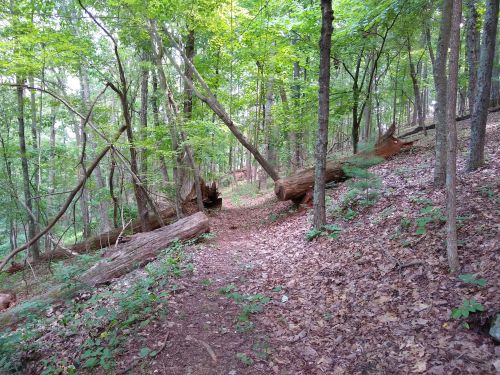 A serene forest path surrounded by lush green trees and fallen logs, with a carpet of leaves on the ground.