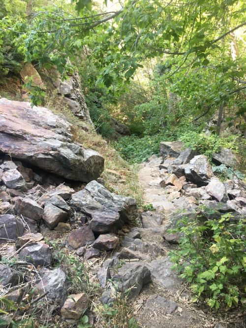 A rocky path surrounded by lush greenery and trees, leading through a natural landscape.