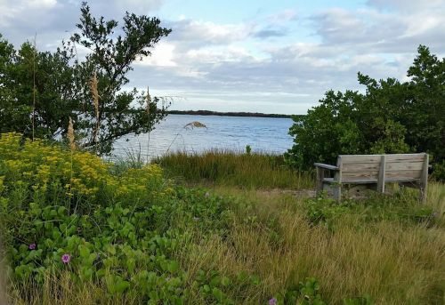 A serene view of a lake surrounded by greenery and wildflowers, with a wooden bench facing the water.
