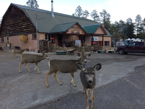 A group of deer walking in front of a rustic building with a green roof and signs, surrounded by trees.