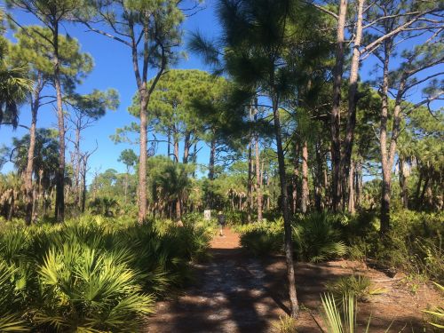 A sunlit path through a lush forest of tall pine trees and green underbrush, with a clear blue sky above.