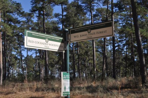 Signpost in a forest with directions to Red-Cockaded Woodpecker Trail and W.G. Jones State Forest Trail.