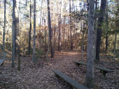 A serene forest scene with tall trees, fallen leaves, and wooden benches along a path leading into the woods.