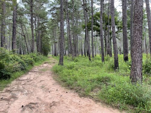 A sandy path winds through a dense forest of tall pine trees and lush green underbrush.