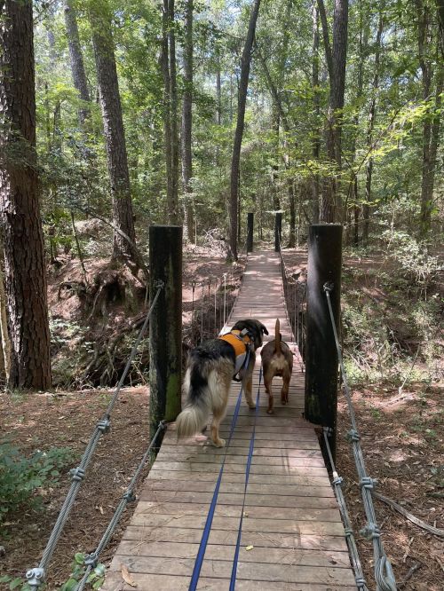 Two dogs walk across a wooden bridge in a lush, green forest. Sunlight filters through the trees.