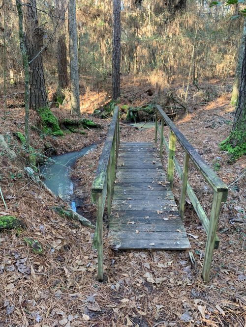 A wooden bridge over a small stream in a forested area with pine trees and fallen leaves.