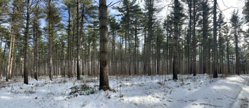 A snowy forest scene with tall pine trees and a clear blue sky in the background.