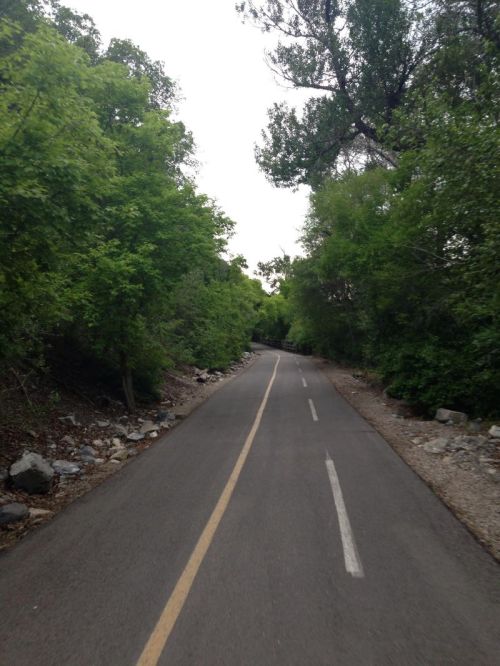 A narrow, tree-lined path with a faint yellow line, surrounded by greenery and rocky edges.