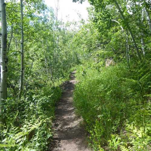 A narrow dirt path winds through a lush green forest with tall trees and ferns on either side.