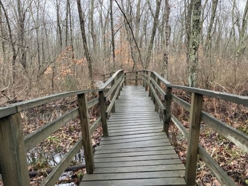 A wooden bridge leads through a misty, leafless forest with wet ground and sparse vegetation.