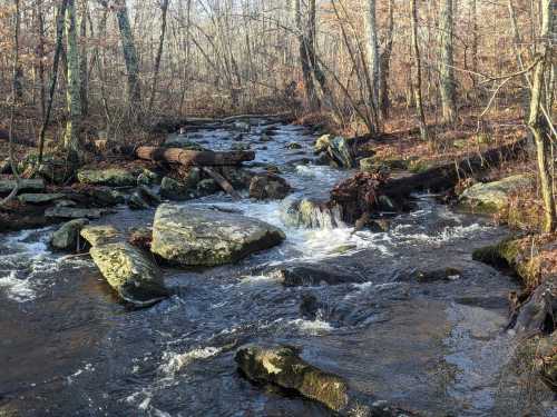 A serene stream flows over rocks in a wooded area, surrounded by trees with autumn leaves.