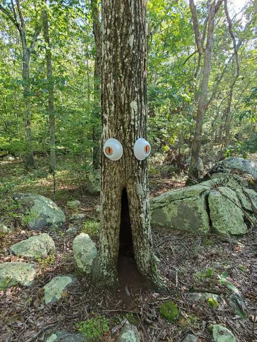 A tree with a hollow trunk and large, cartoonish eyes, surrounded by rocks and greenery in a forest.